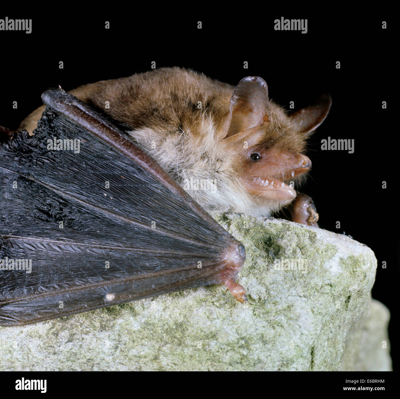 L'Natterer Myotis nattereri - Chauve-souris Banque D'Images