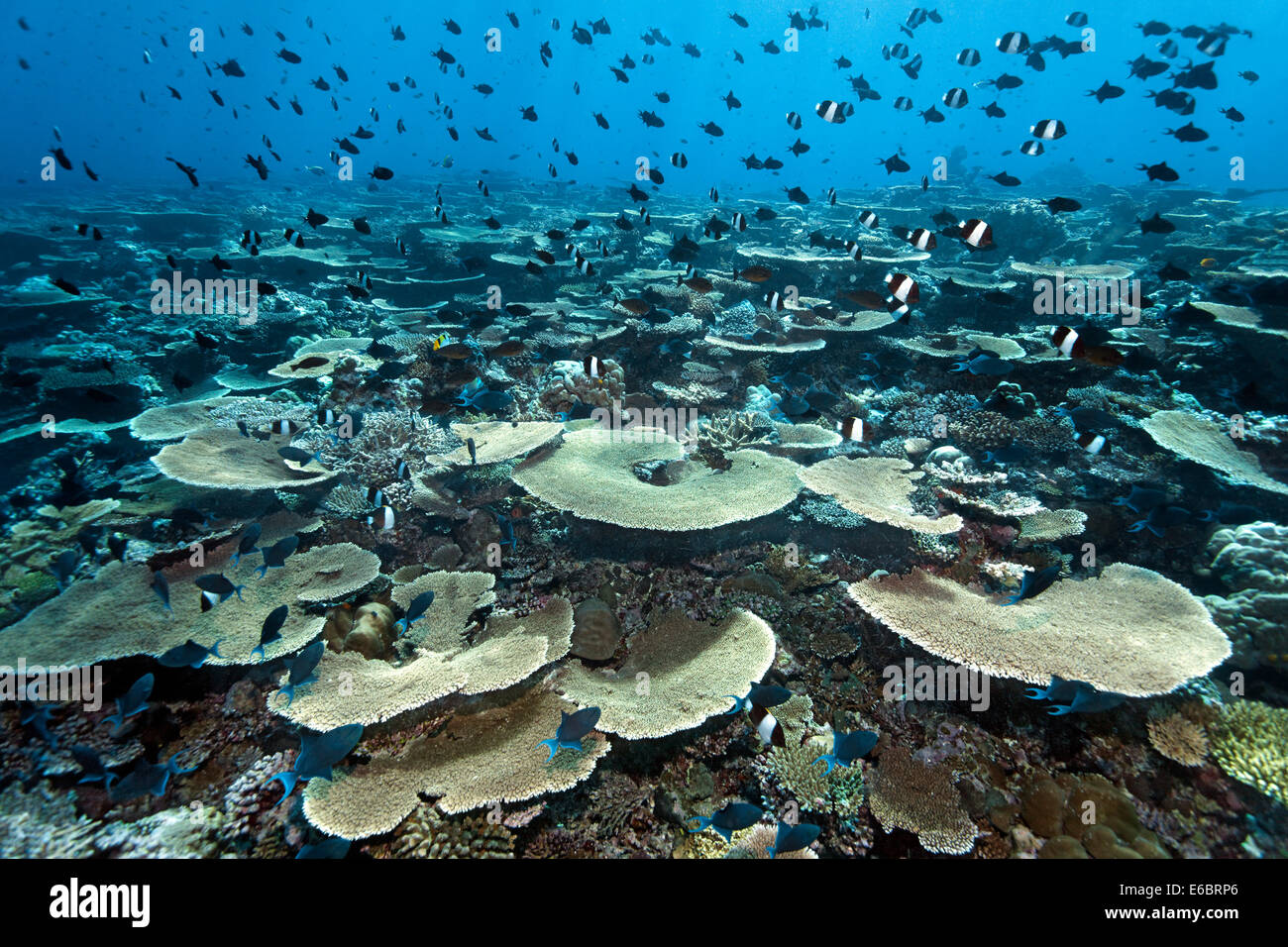 Acropora avec platier de corail Acropora hyacinthus (table) et de nombreux poissons de récif, divers, de l'Océan Indien, Filitheyo Banque D'Images