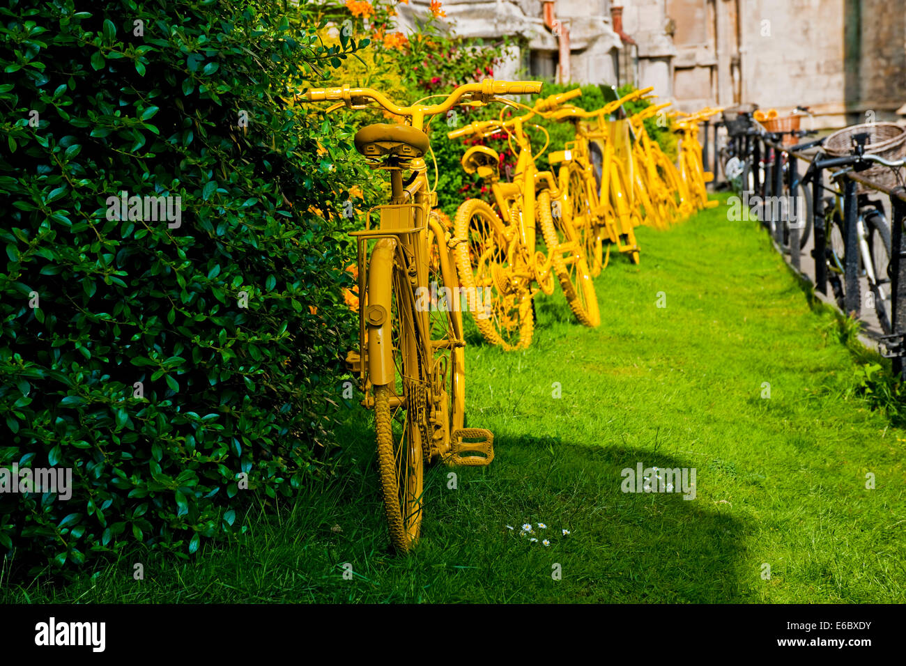 Exposition de vélos peints en jaune vif vélos vélo vélo York North Yorkshire Angleterre Royaume-Uni GB Grande-Bretagne Banque D'Images