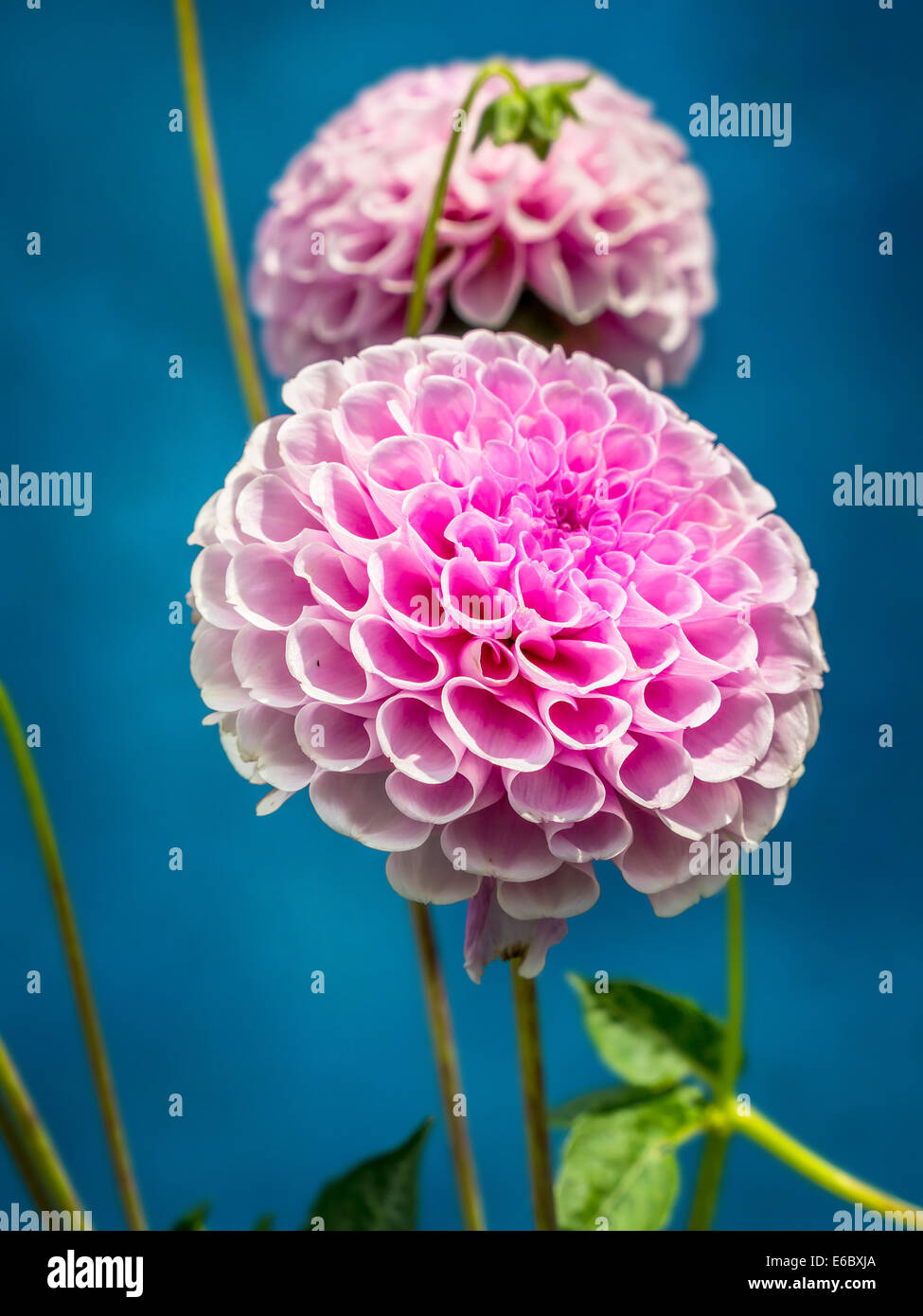 Dahlia fleurs rose tourné sur fond bleu Banque D'Images