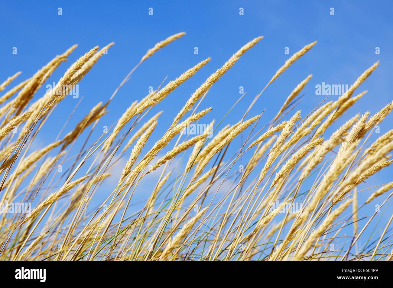 La végétation sauvage dans une dune de sable contre un ciel bleu Banque D'Images