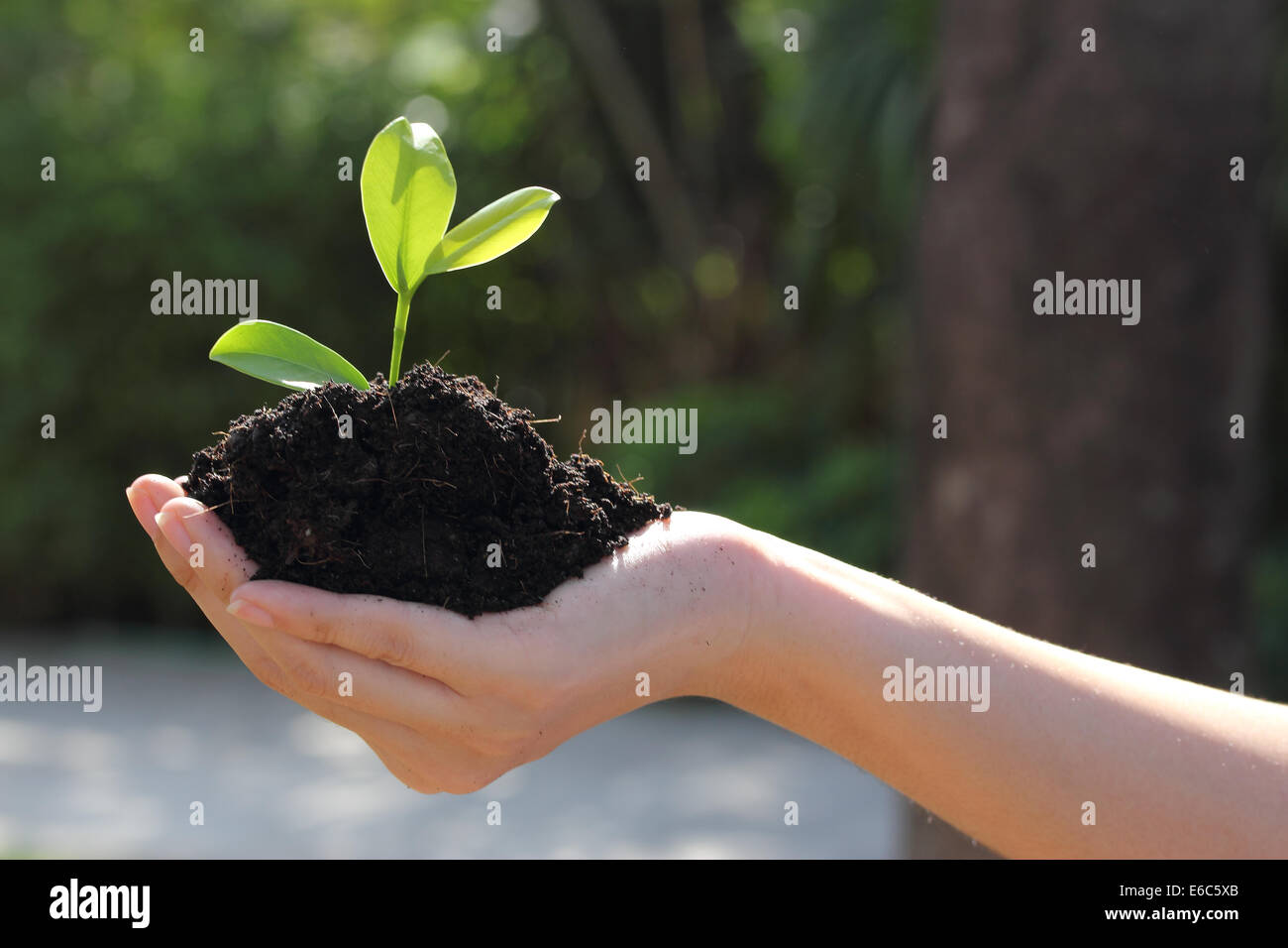 Libre de droit de main tenant une jeune plante verte dans le sol Banque D'Images