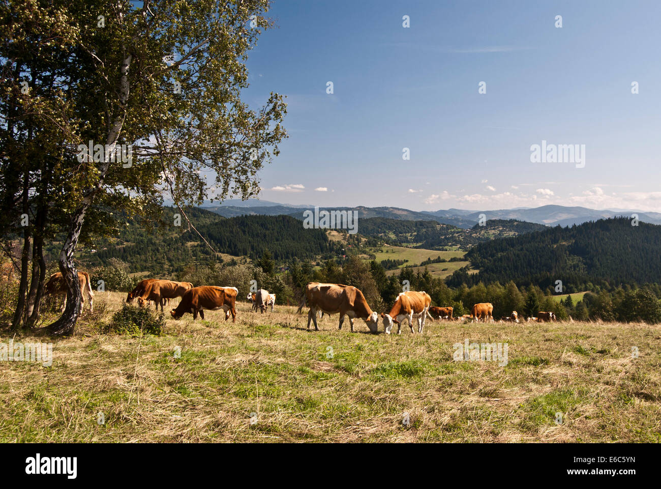 Nourrir les vaches sur une prairie de montagne en Javorniky Mts. près de la ville de Cadca en Slovaquie Banque D'Images
