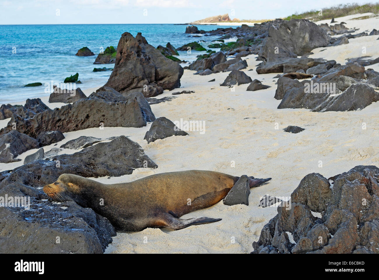 Lion de mer Galapagos (Zalophus californianus wollebaeki) dormir sur la plage, l'île d'Espanola, îles Galapagos, Equateur Banque D'Images
