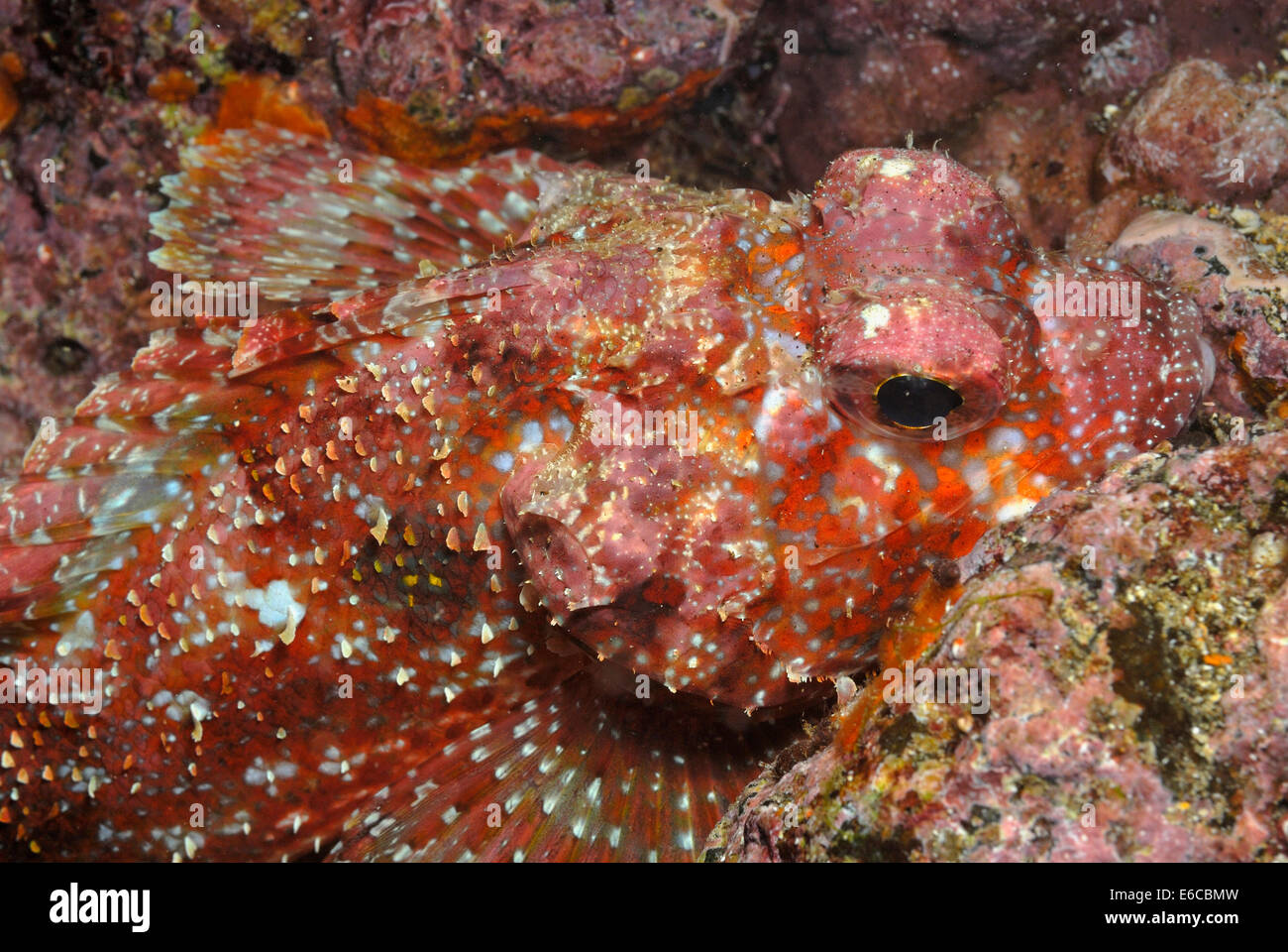 Scorpionfish joueur rouge (Scorpaena histro), îles Galapagos, Equateur, Amérique du Sud Banque D'Images