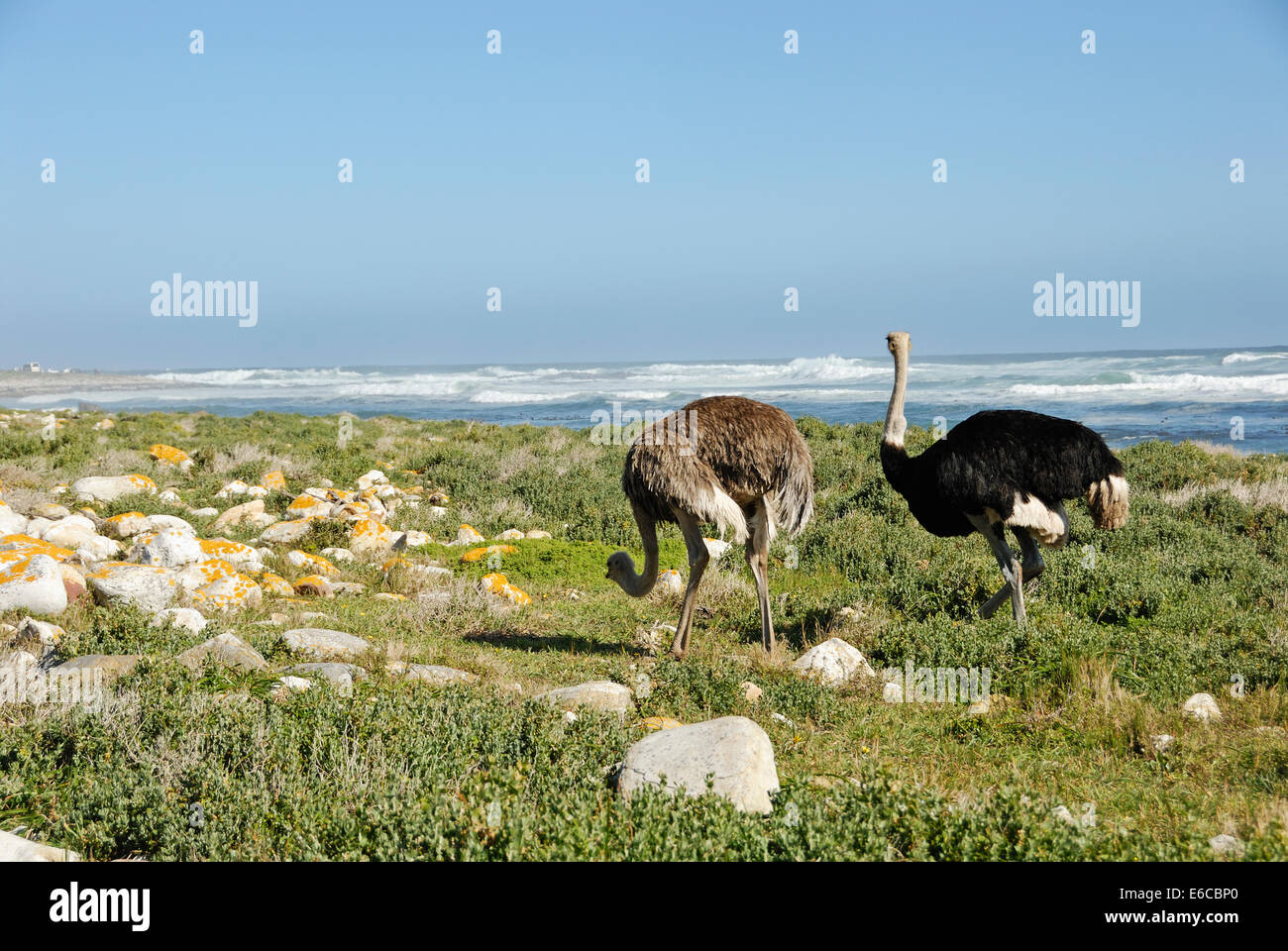 Autruche d'Afrique (Struthio camelus) à côté de la plage, près du Cap de Bonne Espérance, Province de Western Cape, Afrique du Sud Banque D'Images