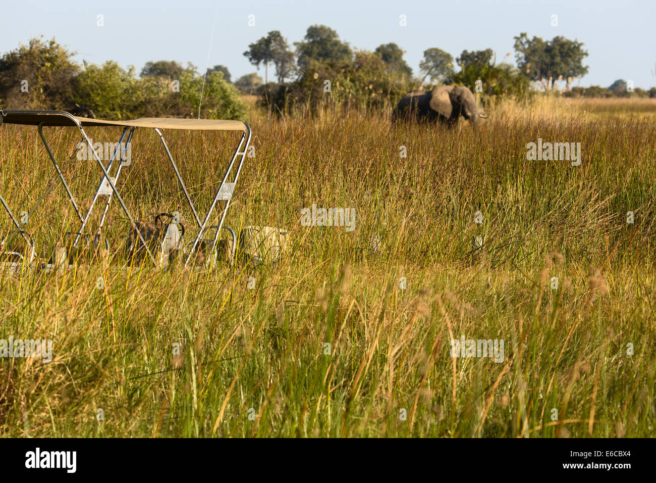 Voile et de l'éléphant au Delta de l'Okavango Banque D'Images