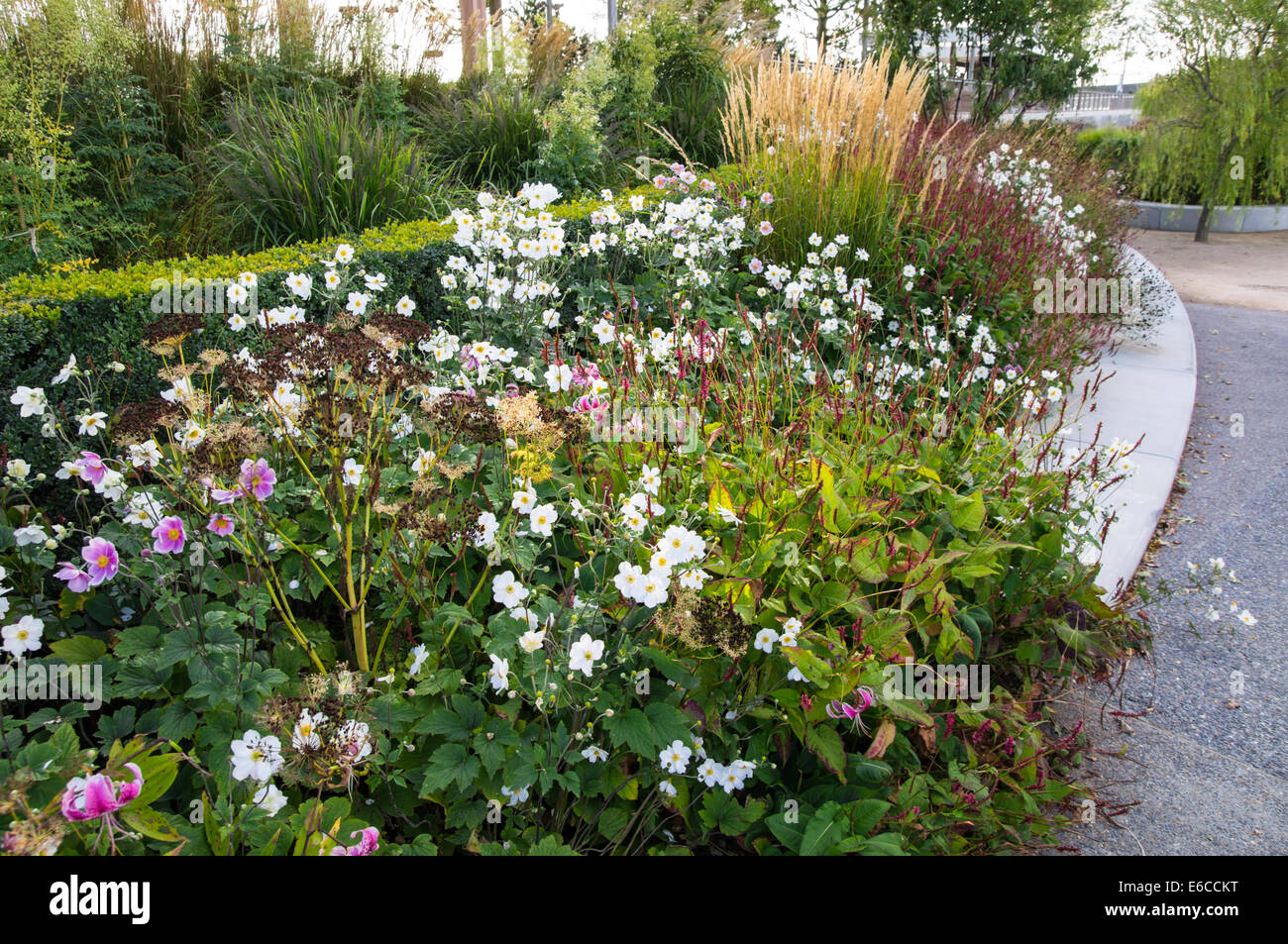 La fin de l'été fleurs et plantes fleurissent dans park Banque D'Images