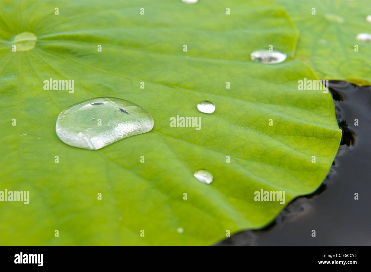 Gouttes d'un congé d'un Bassin aux nymphéas Banque D'Images