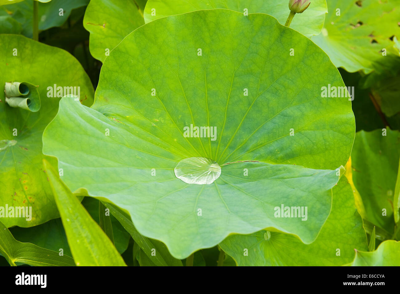 Waterdrop au milieu d'un congé d'un Bassin aux nymphéas Banque D'Images