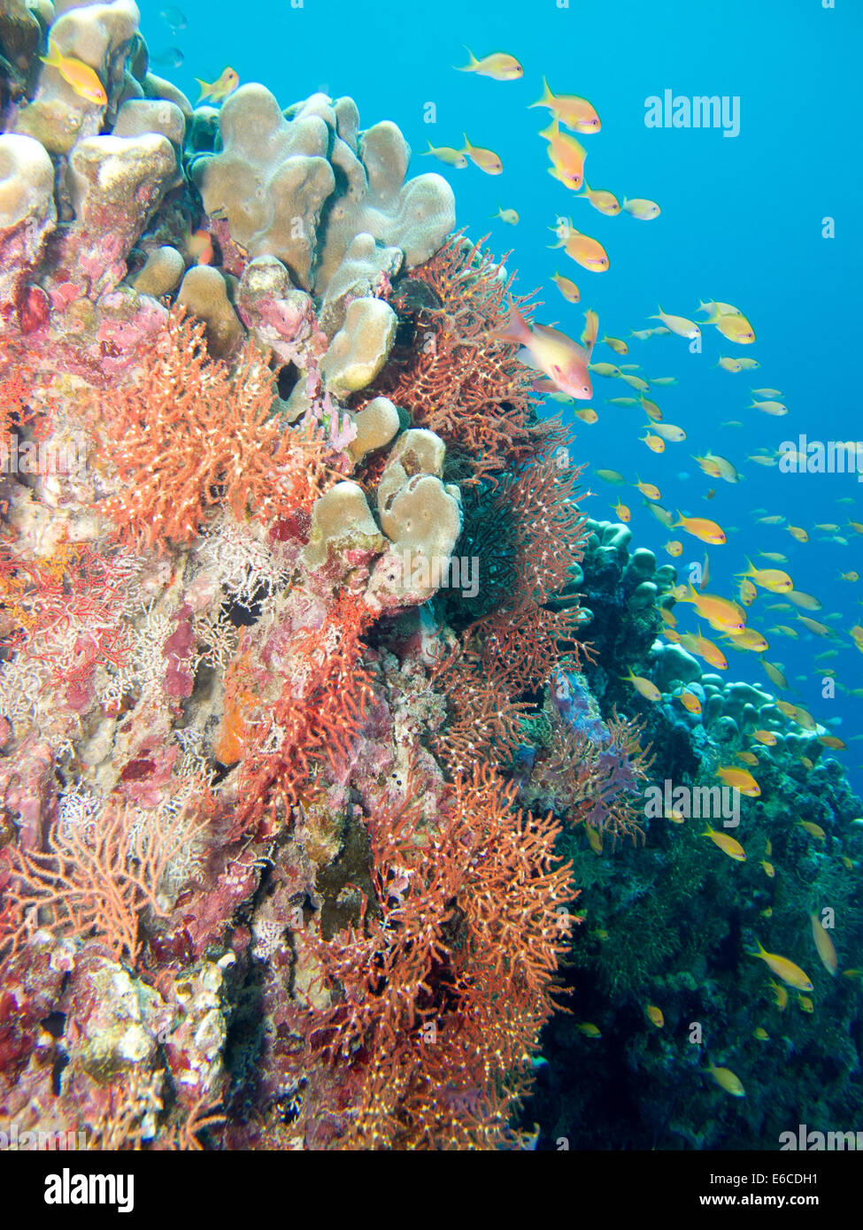 Dans le jardin de coraux colorés Alidhoo house reef, Haa Alifu Atoll en Maldives Banque D'Images