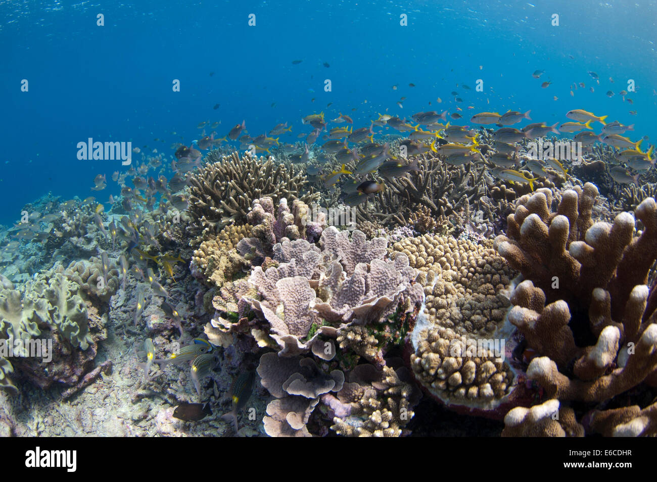 Les récifs coralliens peu profonds avec des poissons colorés et coraux dans l'Atoll, Maldives Banque D'Images