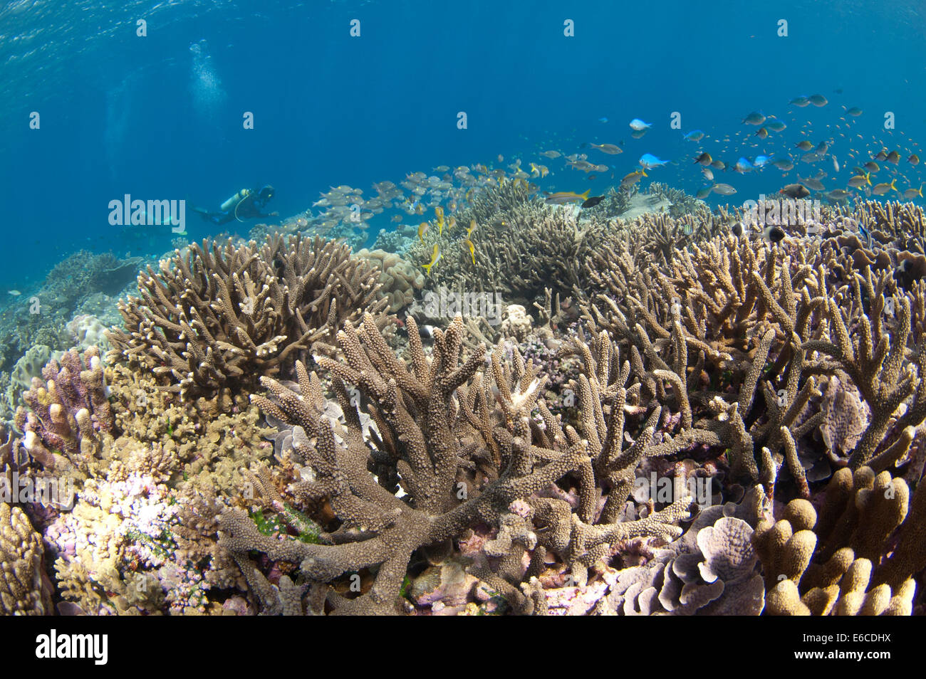 Plongeur et grande école de poissons multicolores dans un récif peu profond dans l'Atoll, Maldives Banque D'Images