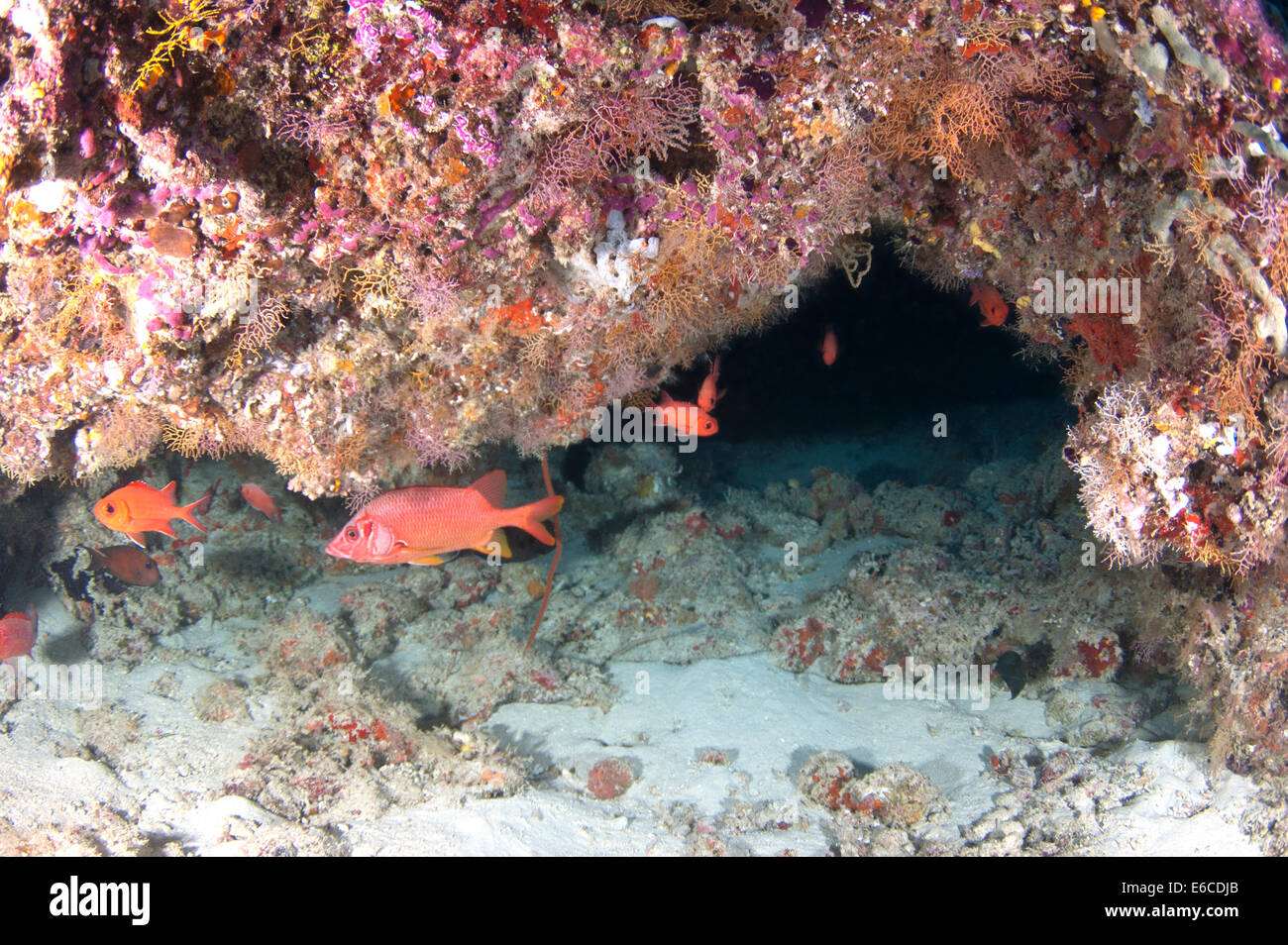 Poisson écureuil sortant d'une petite caverne dans Nilandhoo house reef, l'Atoll de Faafu aux Maldives Banque D'Images