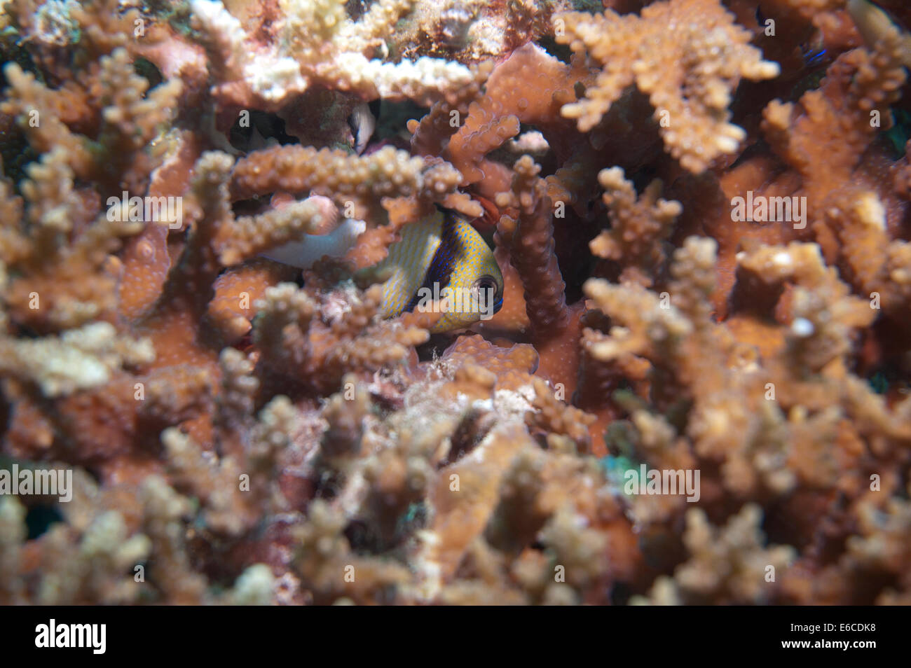 Deux Dameselfish hidinng à rayures dans une colonie de corail Banque D'Images