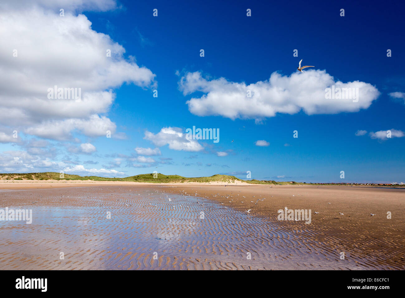 Sternes sur la plage par une colonie de Sternes arctiques et peu près de Newton, Bas Norhumberland, UK. Banque D'Images