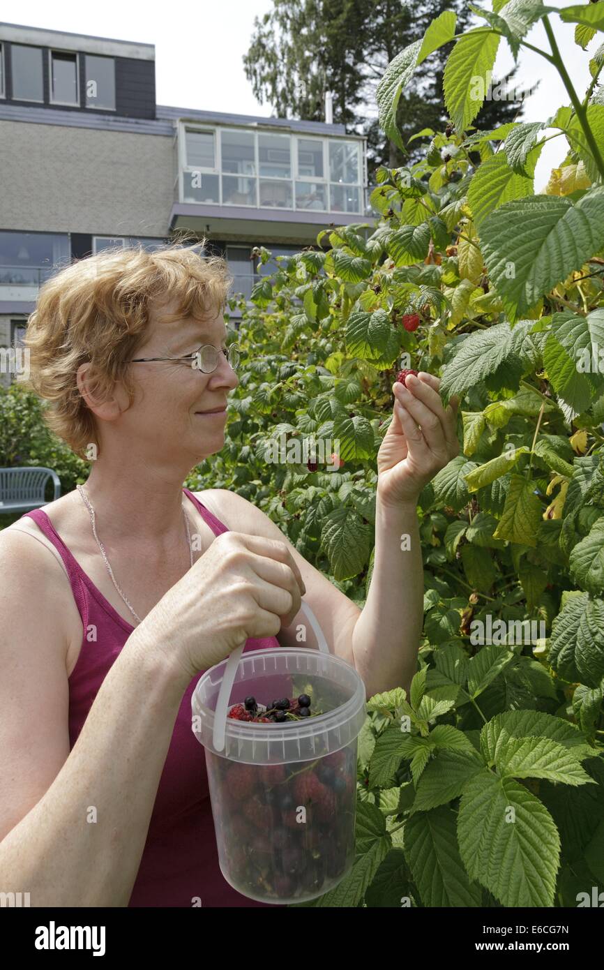 Femme cueillir des baies dans son jardin à l'arrière Banque D'Images