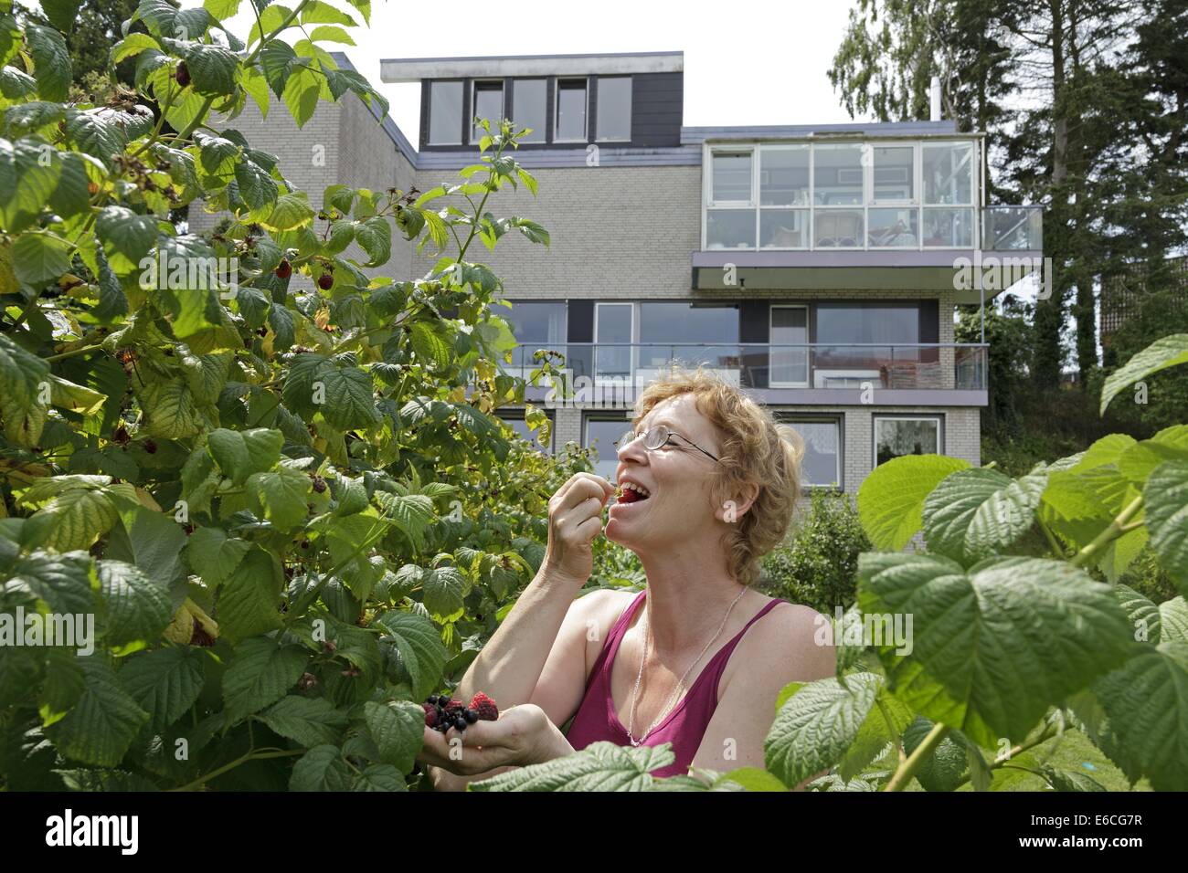 Femme cueillir des baies dans son jardin à l'arrière Banque D'Images