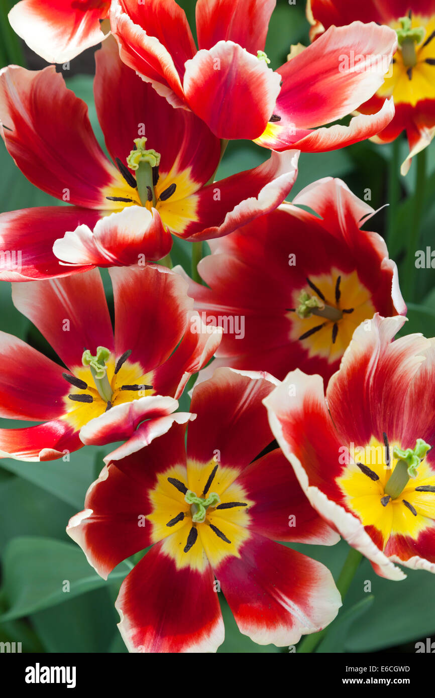 Tulipes au jardin de Keukenhof, Pays-Bas Banque D'Images