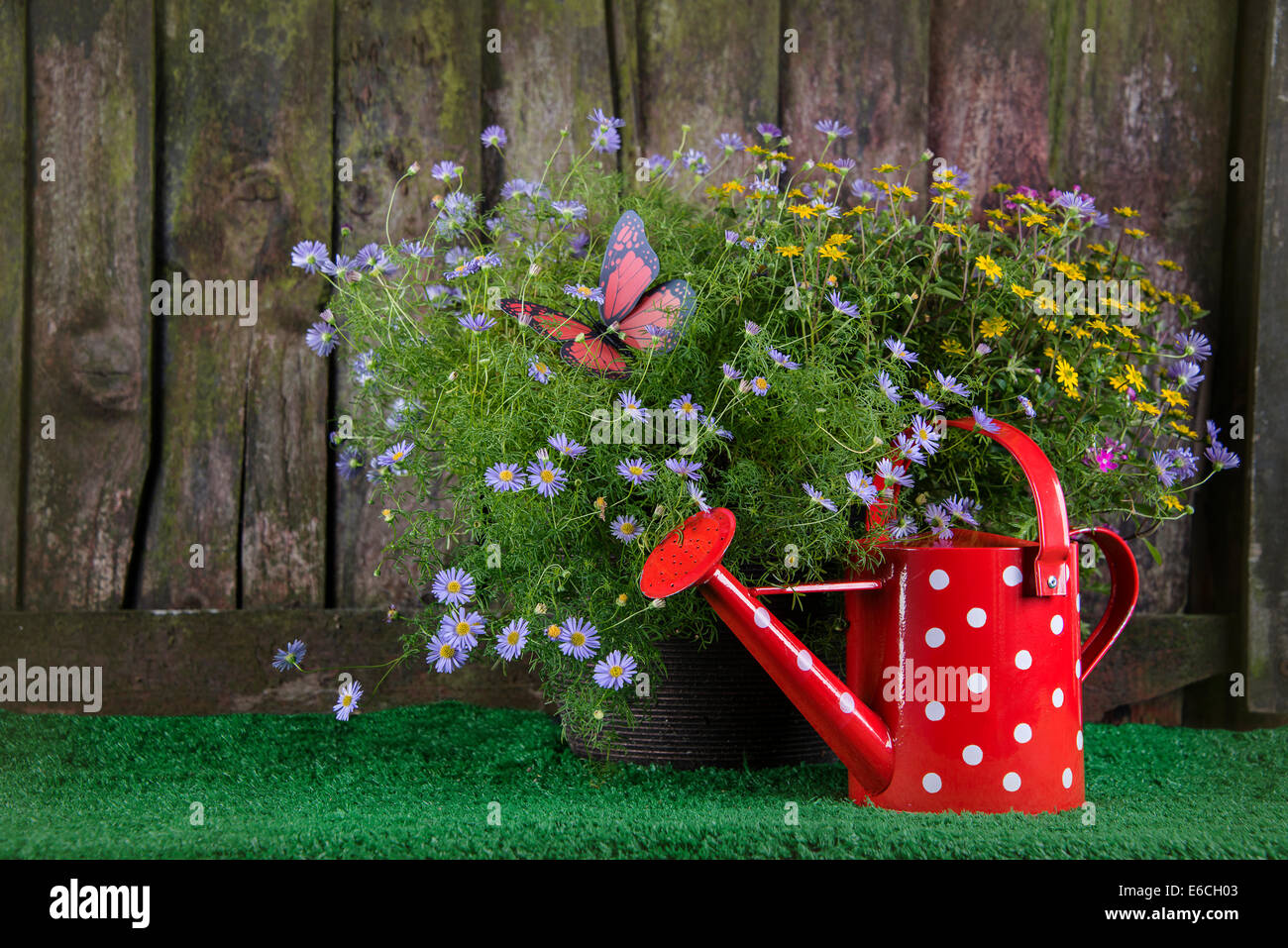 Pot de fleurs et arrosoir avec fleurs d'été contre une clôture en bois patiné Banque D'Images