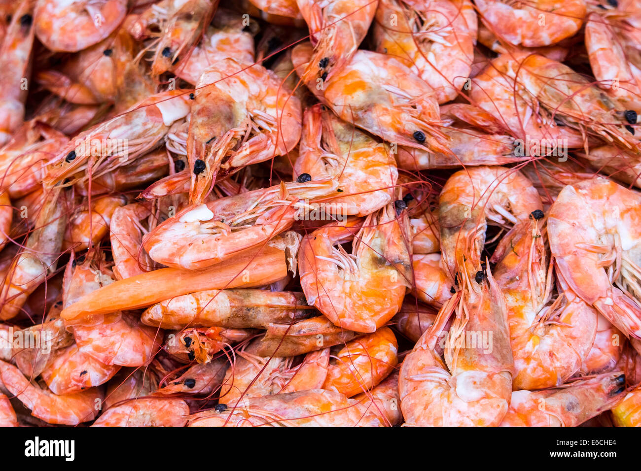 Crevettes cuites, de fruits de mer délicieux et sains. Les crevettes sont des crustacés (comme les homards et crabes) Banque D'Images