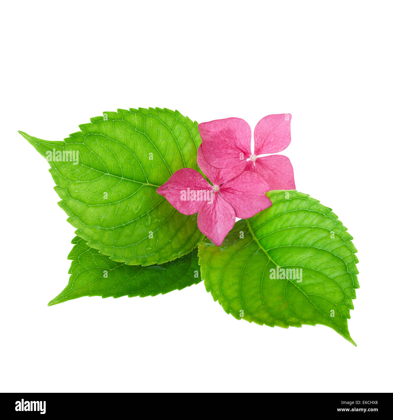 Fleur rose avec feuille verte d'hydrangea flowers Banque D'Images