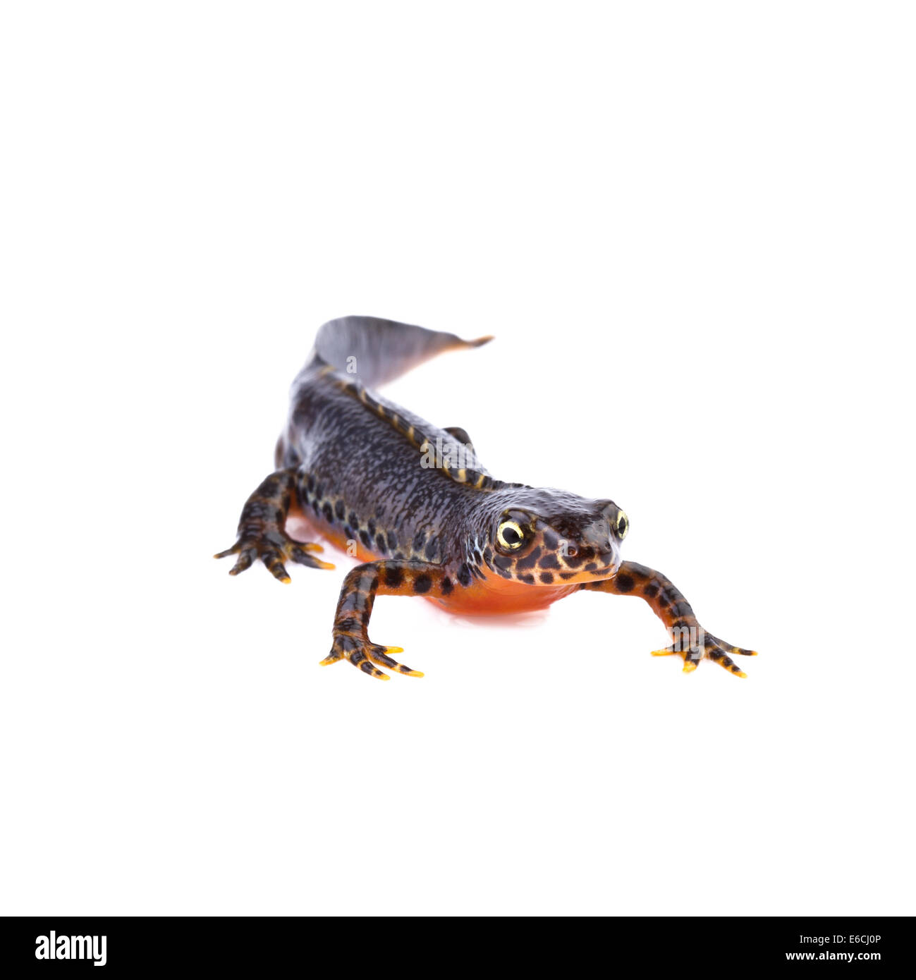 Ichthyosaura alpestris triton alpestre (Triturus alpestris),sur fond blanc Banque D'Images