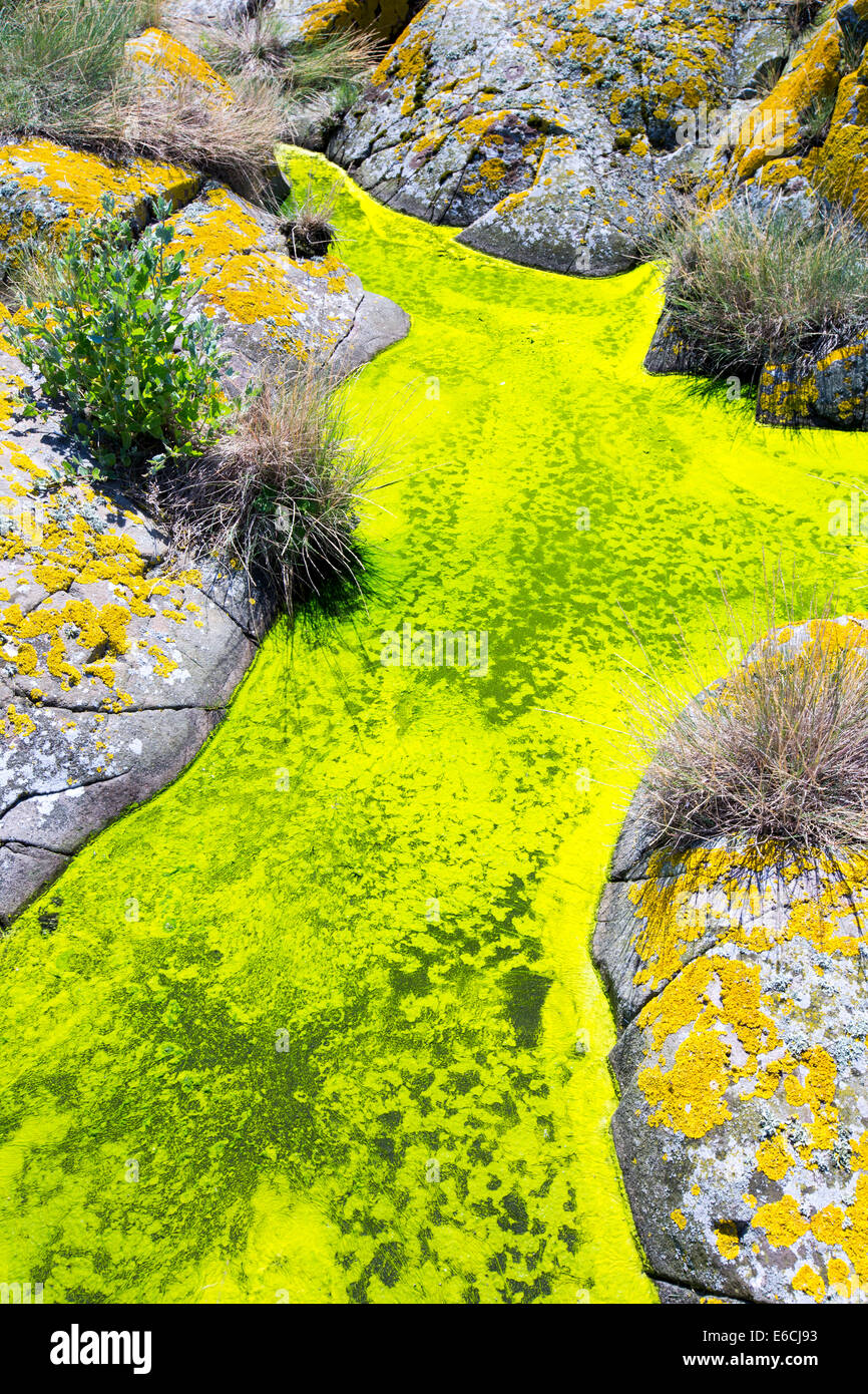 Algues vertes et de lichen jaune sur les îles Farne, Northumberland, Angleterre. Banque D'Images