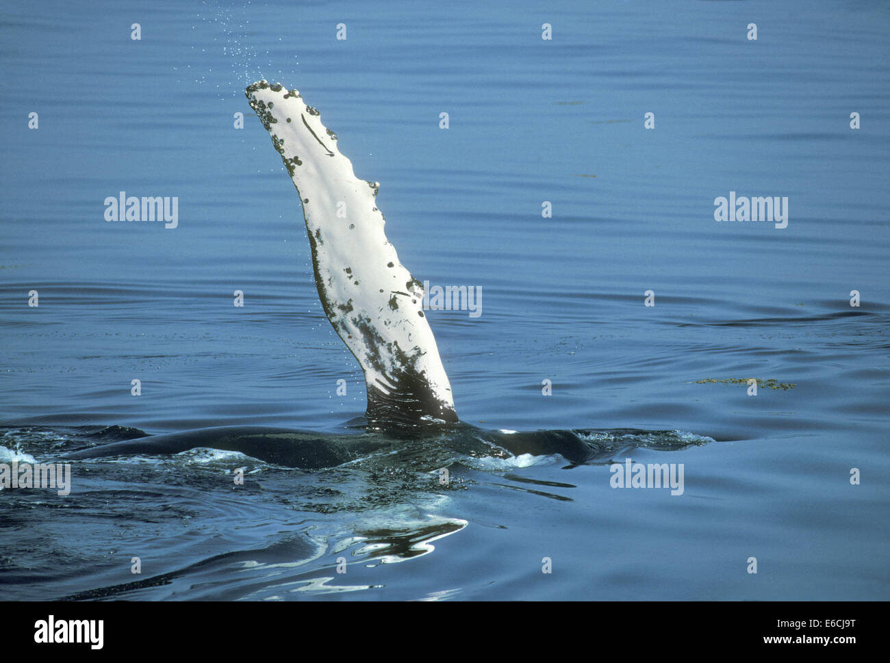 Baleine à bosse - Megaptera novaeangliae Banque D'Images