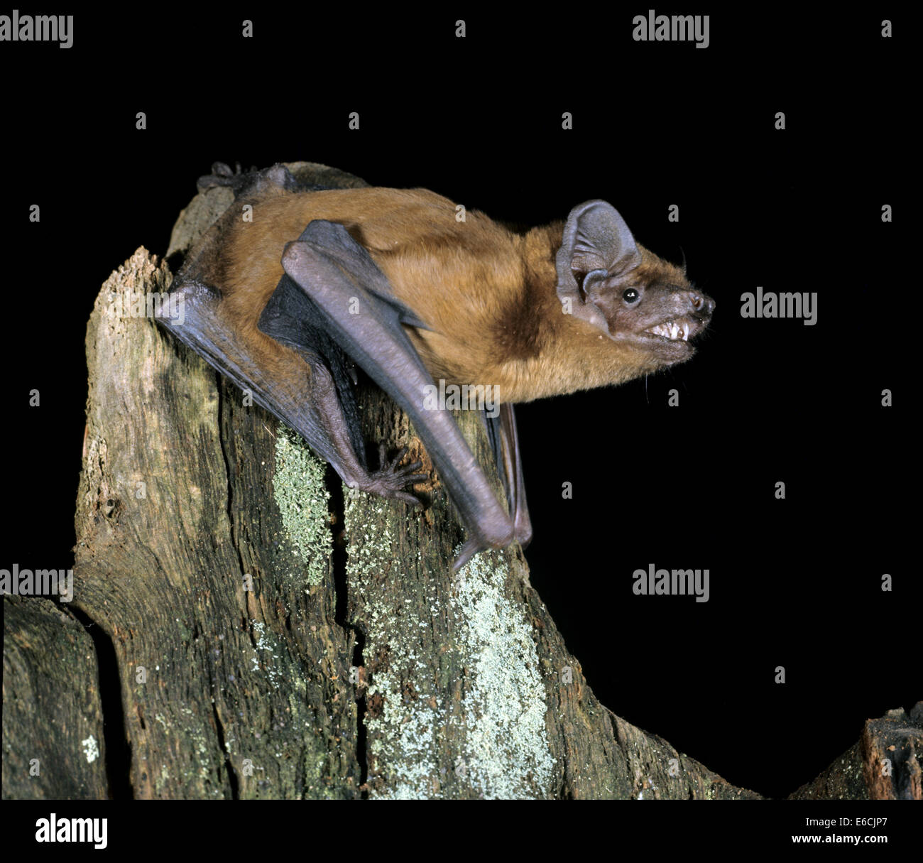 Noctule Nyctalus noctula - Chauve-souris Banque D'Images