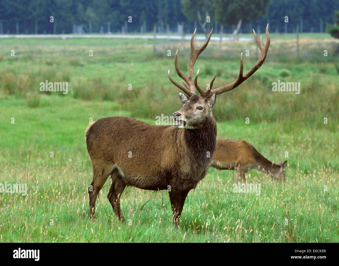 Red Deer - Cervus elaphus Banque D'Images