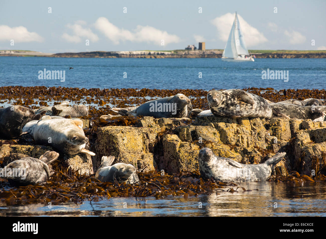 Les phoques communs, Phoca vitulina, sur l'îles Farne, Northumberland, Angleterre, avec un bateau à voile derrière. Banque D'Images