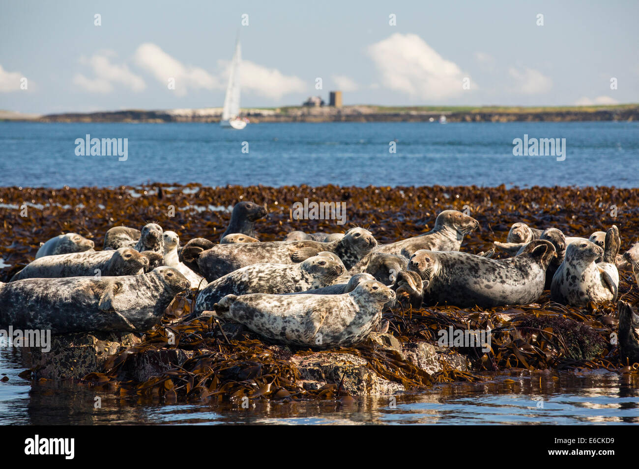 Les phoques communs, Phoca vitulina, sur l'îles Farne, Northumberland, Angleterre, avec un bateau à voile derrière. Banque D'Images