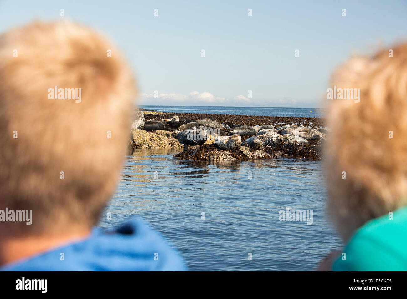 Les phoques communs, Phoca vitulina, sur l'îles Farne, Northumberland, Angleterre, beig vu par les touristes sur un bateau. Banque D'Images
