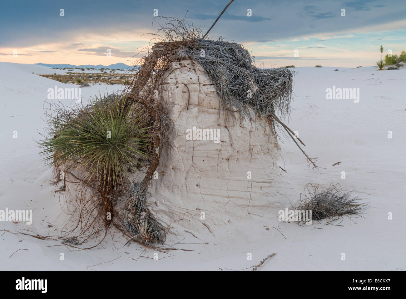 Soaptree Yucca (Yucca elata) piédestal dans le parc national de White Sands (anciennement Monument national) au Nouveau-Mexique. Banque D'Images