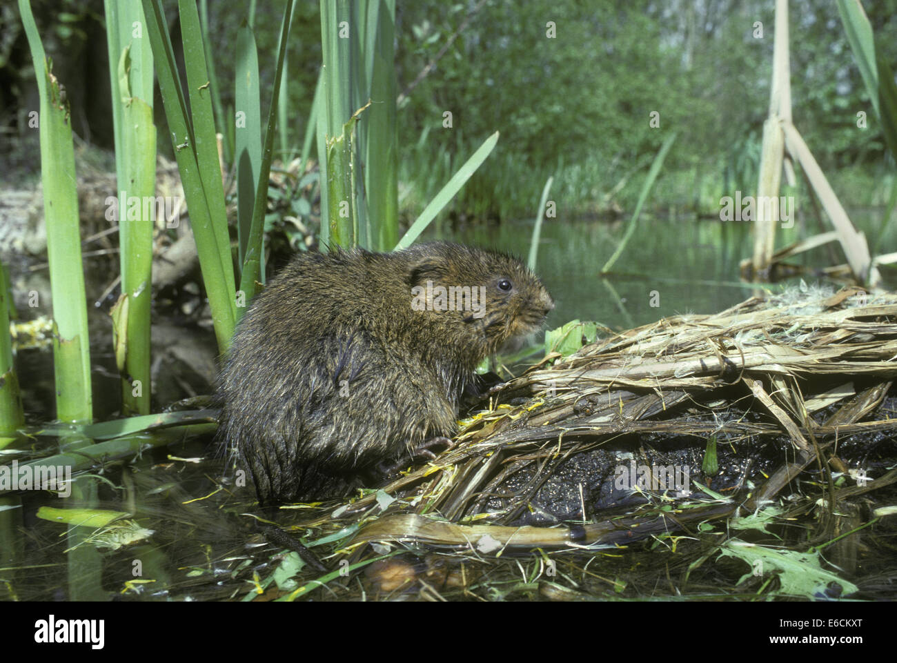 Le Campagnol de l'eau - Arvicola terrestris Banque D'Images