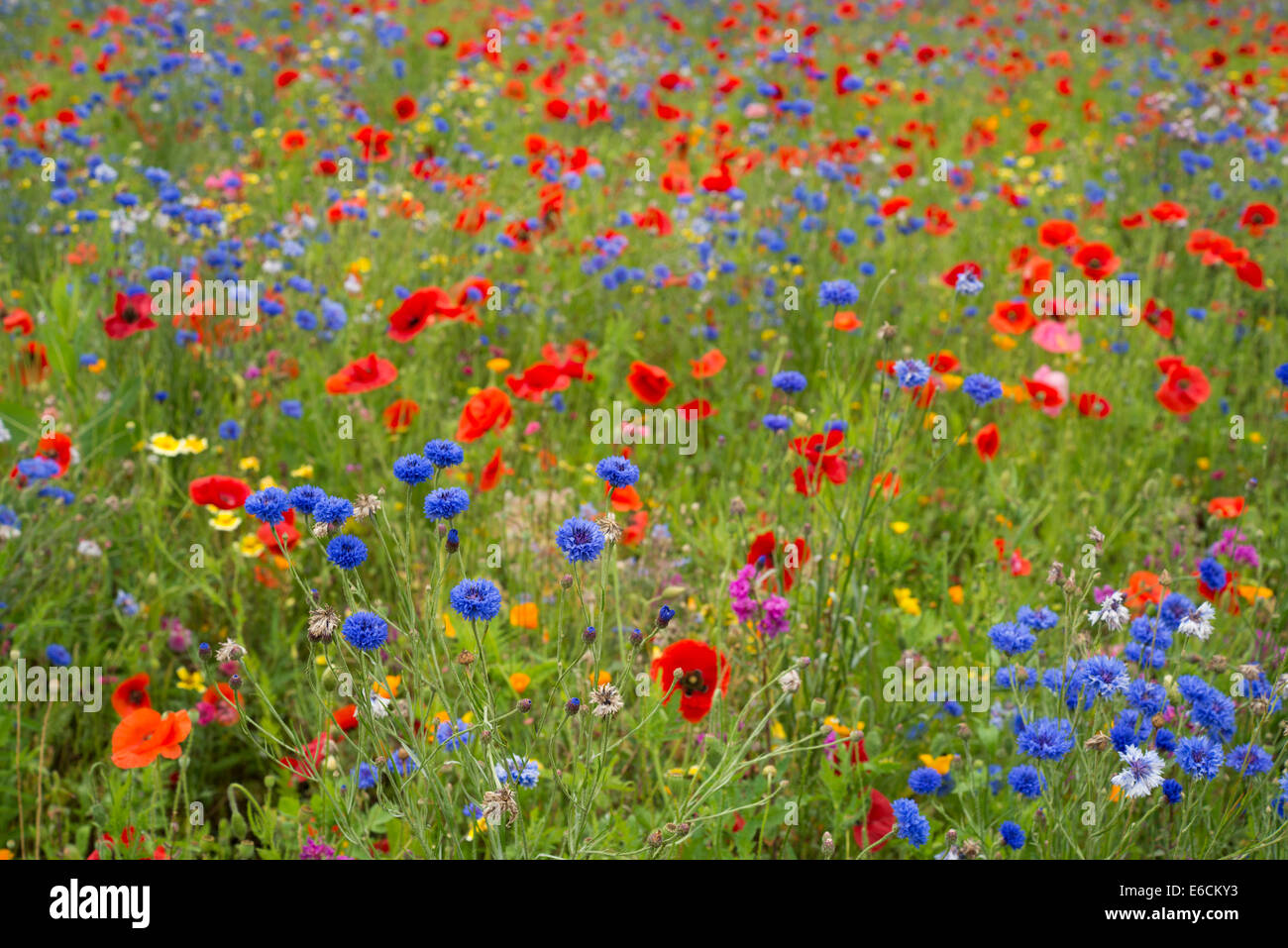 Wild Flower meadow Banque D'Images
