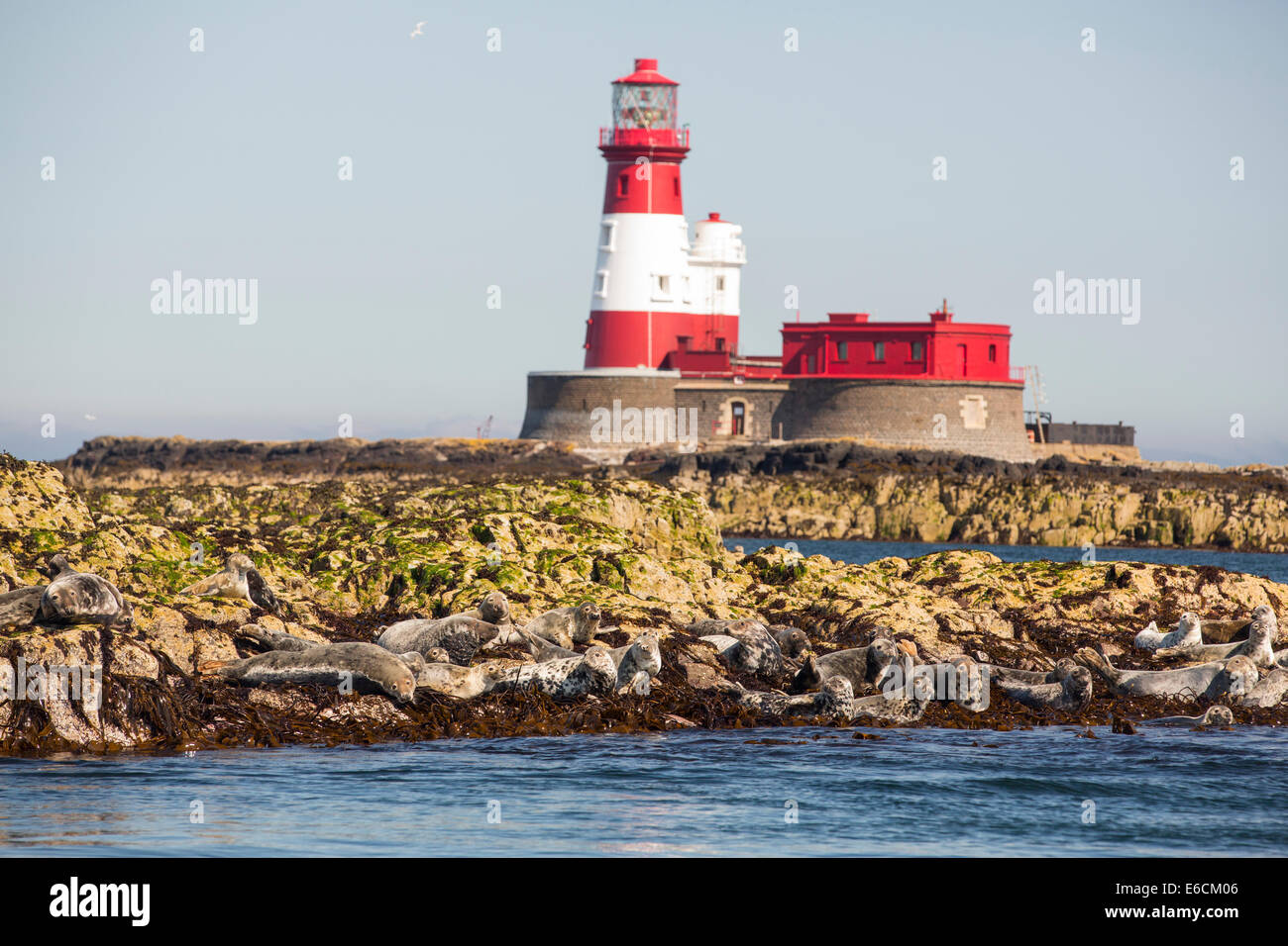 Les phoques communs, Phoca vitulina, sur l'îles Farne, Northumberland, Angleterre, avec le phare de Longstone que Grace Darling réalisé son célèbre de sauvetage. Banque D'Images