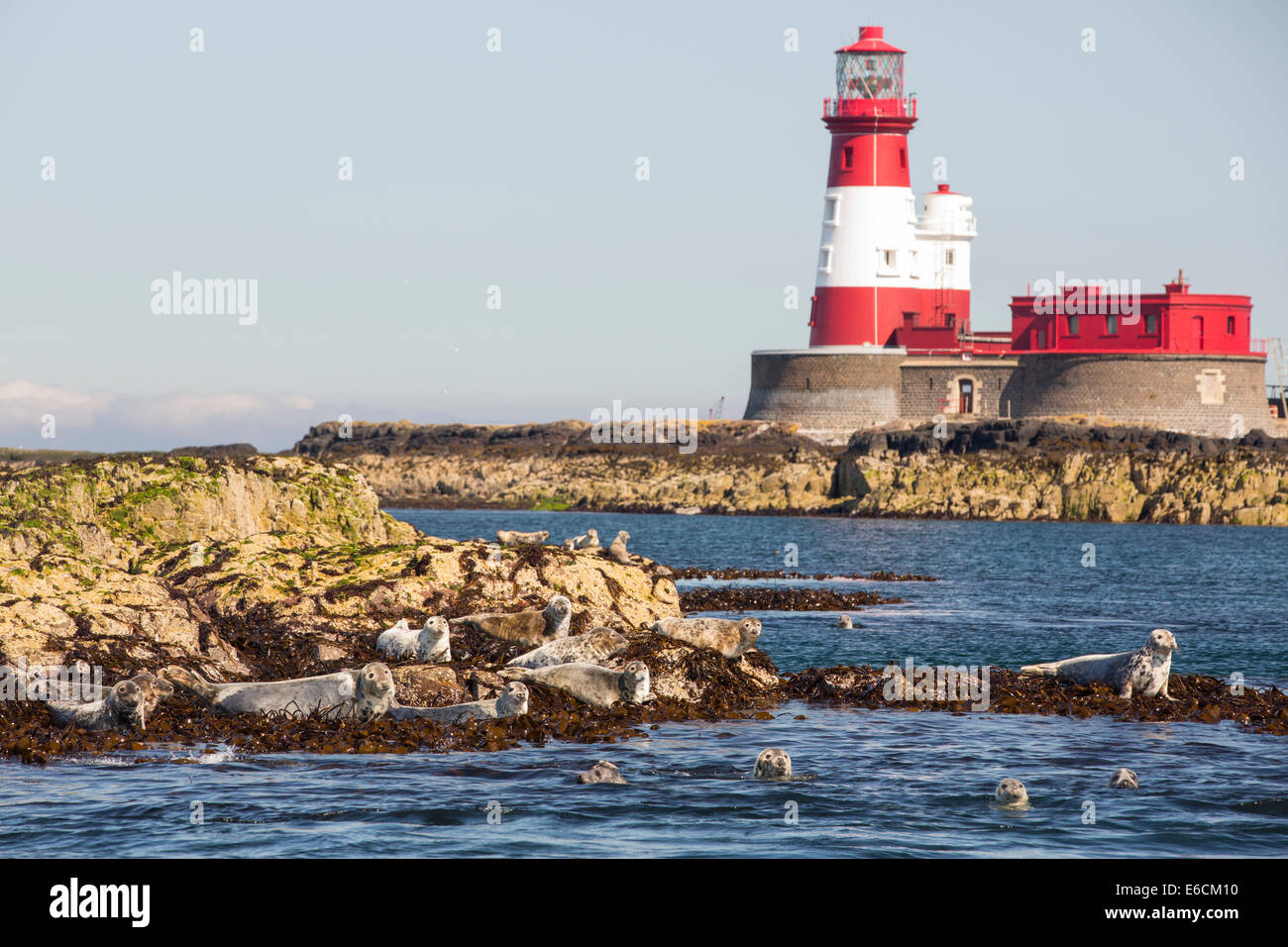 Les phoques communs, Phoca vitulina, sur l'îles Farne, Northumberland, Angleterre, avec le phare de Longstone que Grace Darling réalisé son célèbre de sauvetage. Banque D'Images