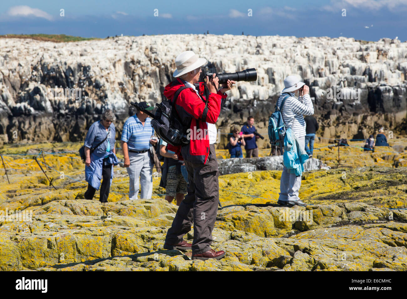 Les touristes sur les îles Farne, Northumberland, Angleterre, parmi les oiseaux marins. Banque D'Images