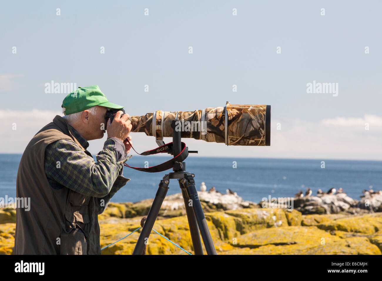 Un photographe sur les îles Farne, Northumberland, Angleterre, parmi les oiseaux marins. Banque D'Images