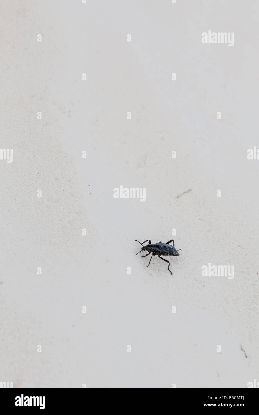 Darkling Beetle lors d'une visite guidée au coucher du soleil à White Sands National Parc (et Monument) au Nouveau-Mexique Banque D'Images