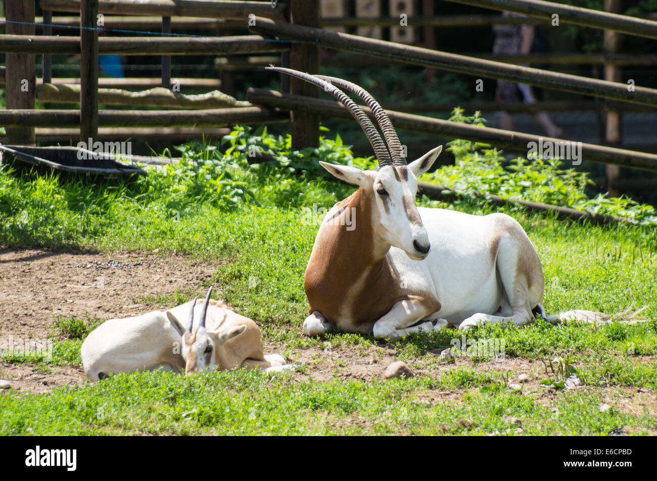 Scimitar horned oryx (Oryx dammah) avec jeune veau au Zoo, Plock Pologne Banque D'Images