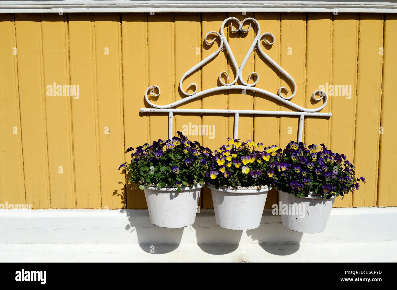 Trois pot avec des fleurs blanches sur un mur jaune, horizontal Banque D'Images
