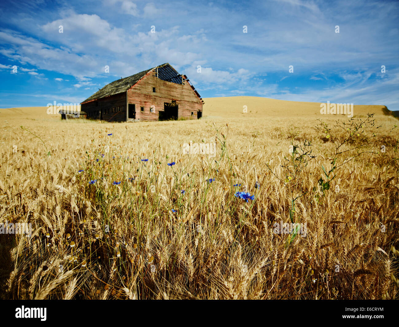 Une grange rustique dans des champs de blé avec des fleurs sous un ciel bleu à Palouse Scenic Byway, Washington, États-Unis d'Amérique Banque D'Images