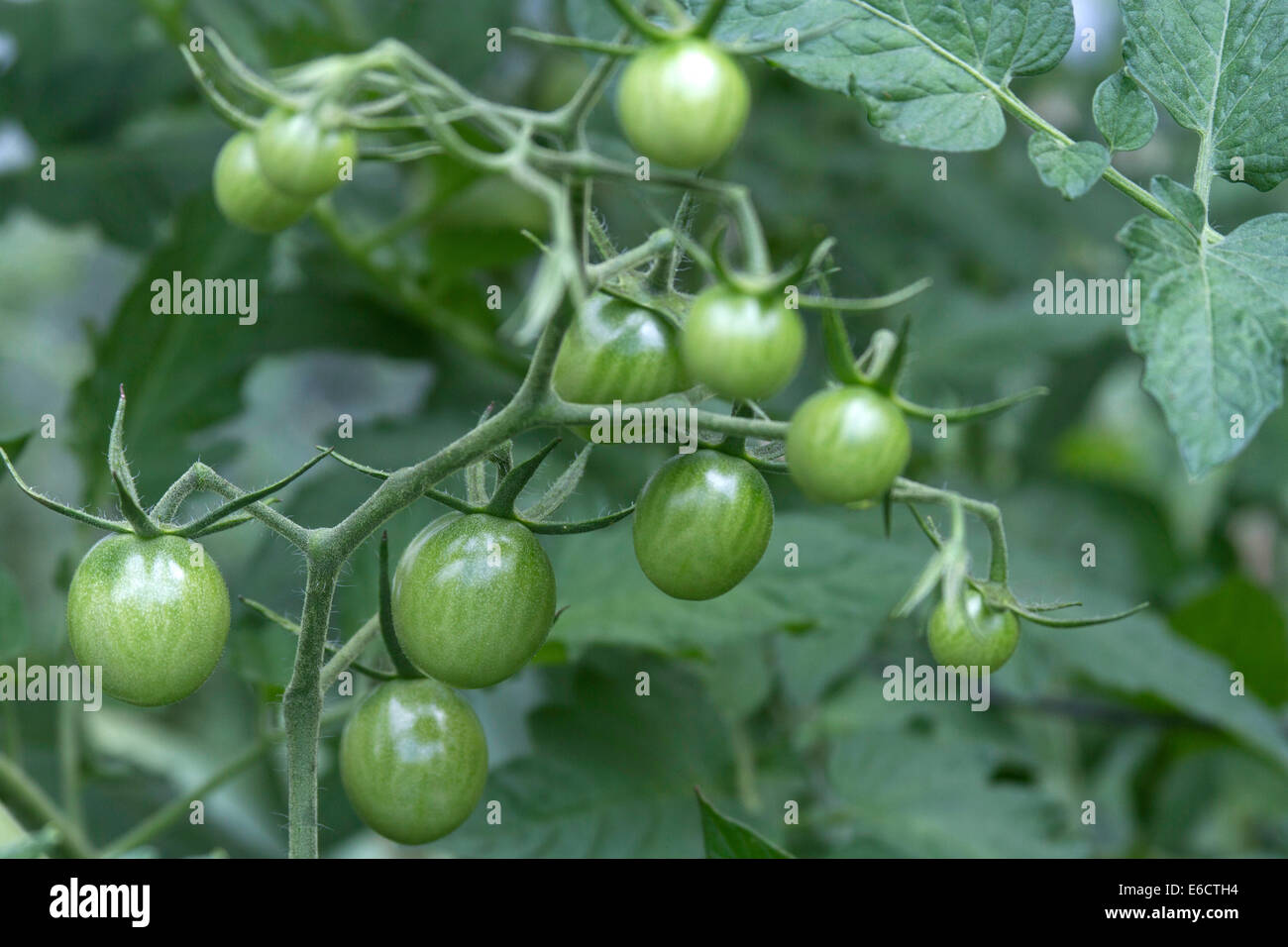 Des grappes de tomates vertes non mûres poussant dans un jardin d'été Banque D'Images