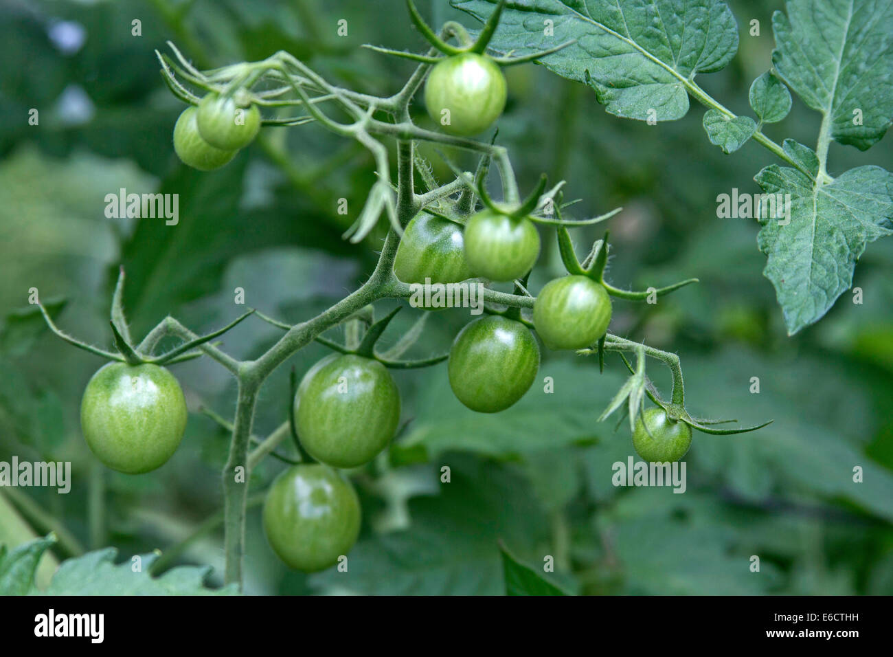Des grappes de tomates vertes non mûres poussant dans un jardin d'été Banque D'Images