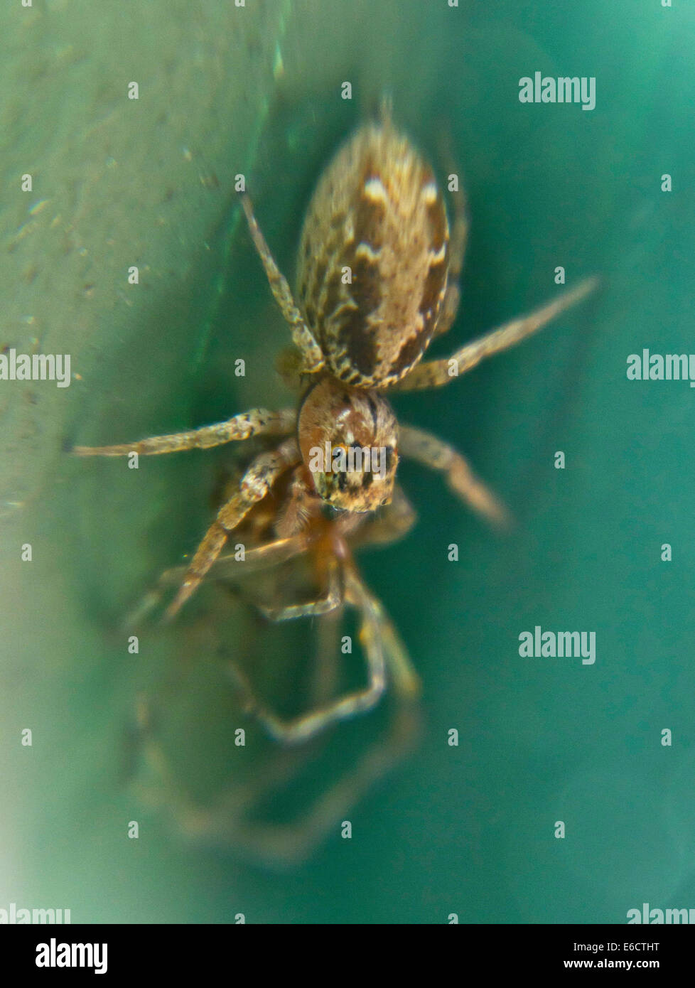 Close up of a wolf spider spider une autre alimentation, regardant la caméra avec ses crocs dégoulinant de venin Banque D'Images