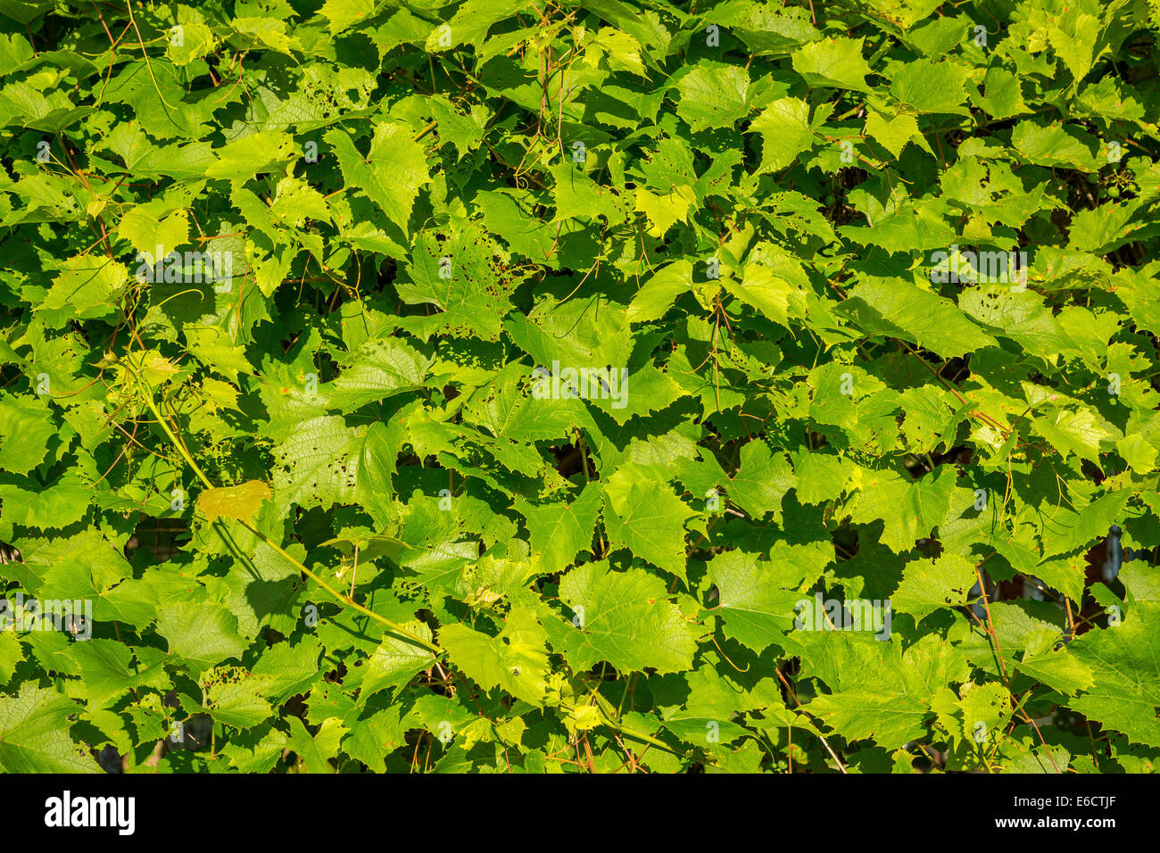 WARREN, Michigan, USA - Grape arbor. Banque D'Images