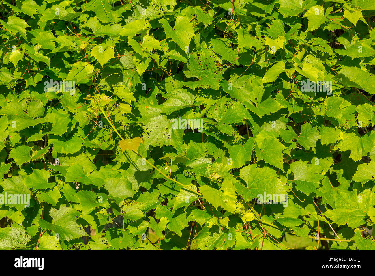 WARREN, Michigan, USA - Feuilles sur grape arbor. Banque D'Images